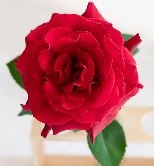 ブラックホール