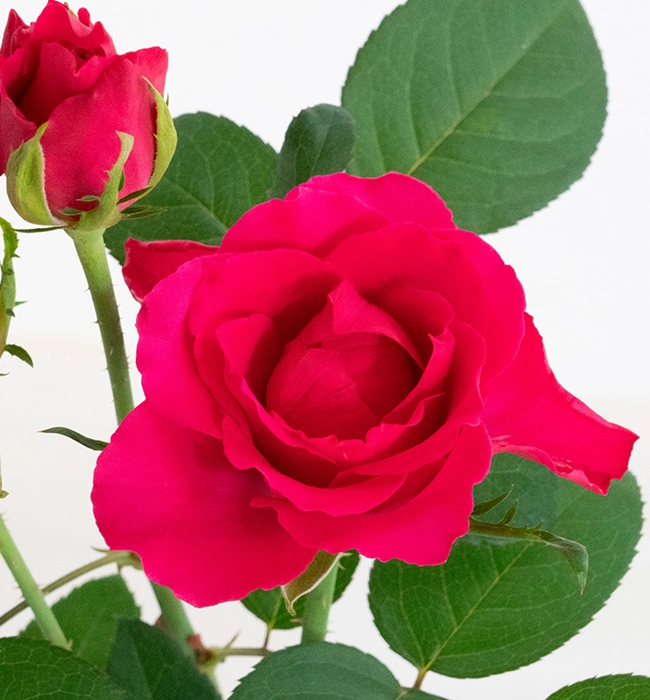 チャイナドレス