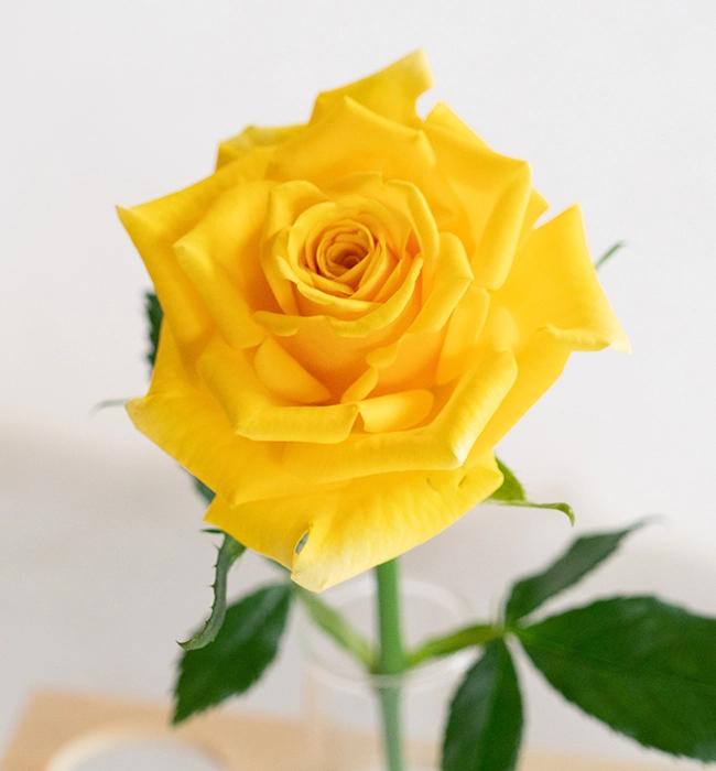 ゴールドストライク