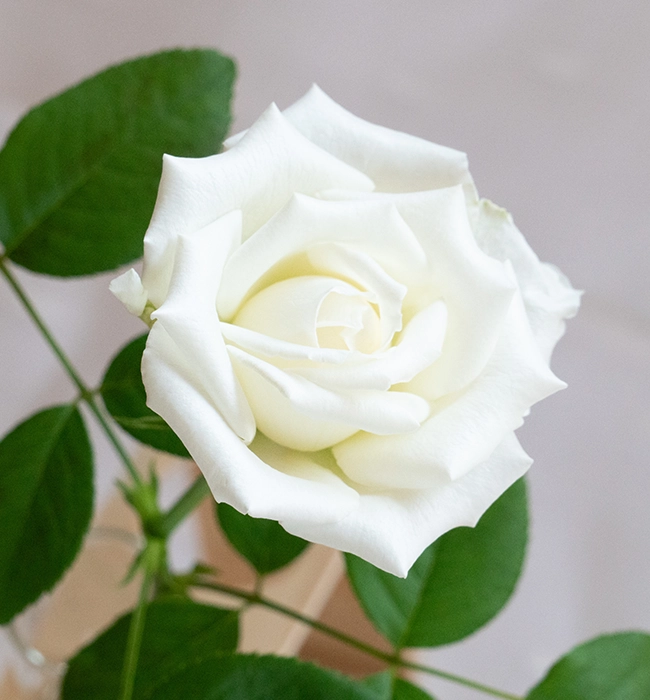 ハッピーエンジェル