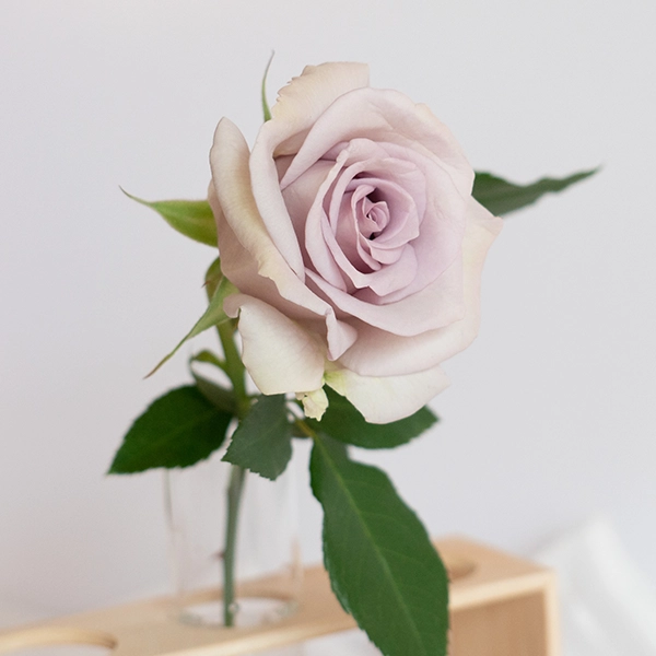 品種名アイスリバー