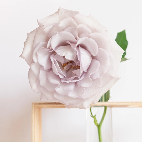 品種名アイスリバー