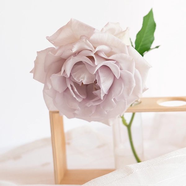 品種名アイスリバー