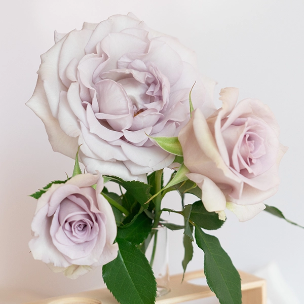 品種名アイスリバー