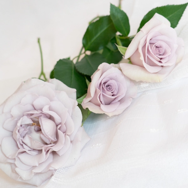 品種名アイスリバー