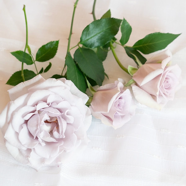 品種名アイスリバー