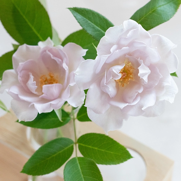 品種名アイスリバー