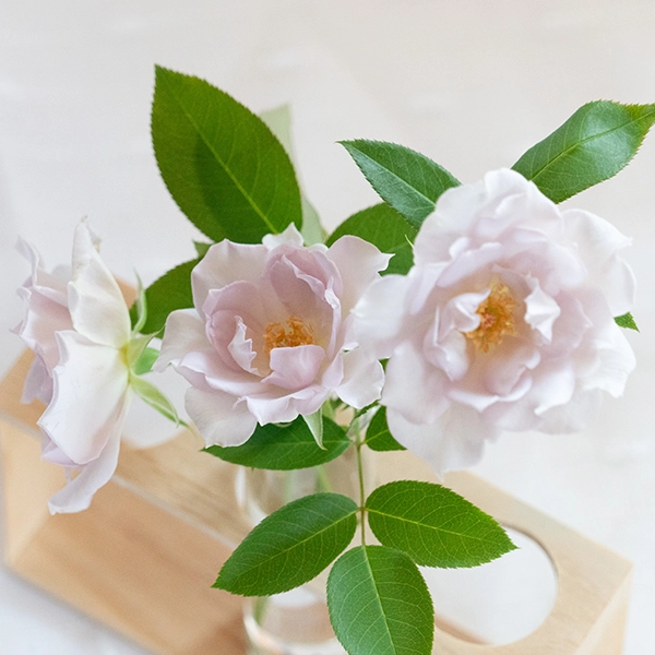 品種名アイスリバー