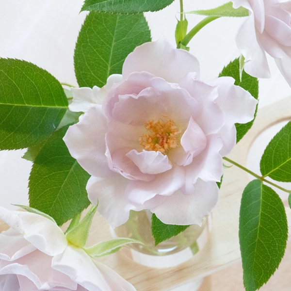 品種名アイスリバー