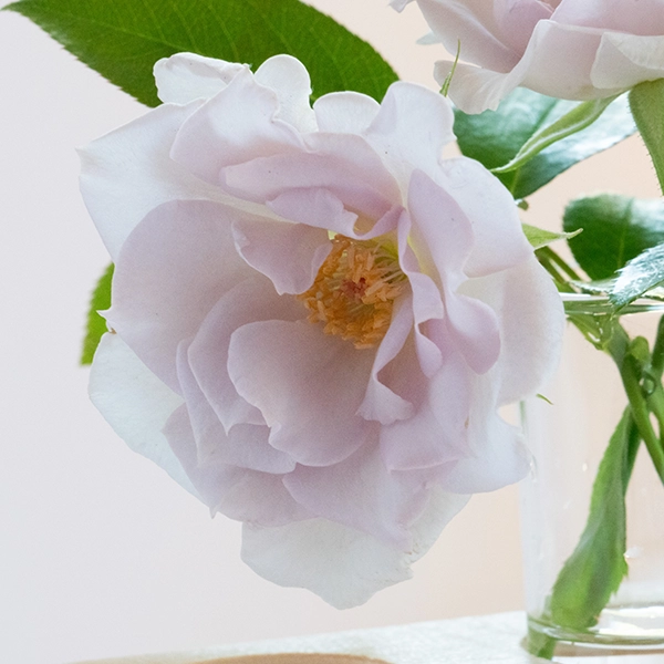 品種名アイスリバー