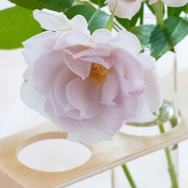 品種名アイスリバー