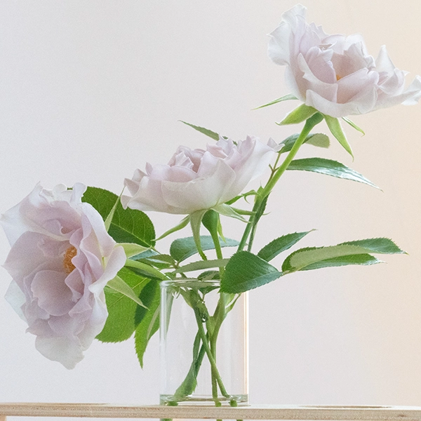 品種名アイスリバー