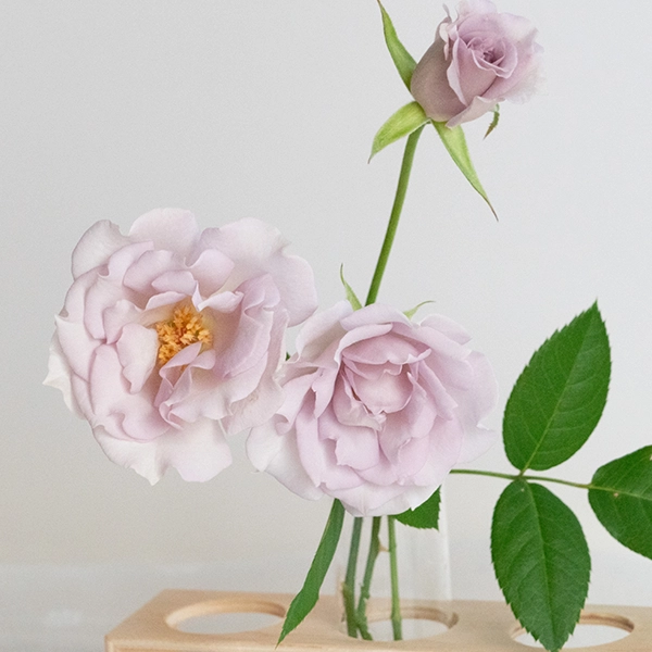 品種名アイスリバー