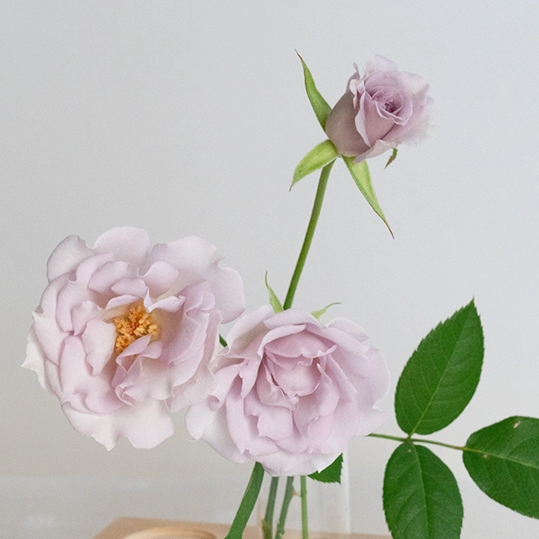 品種名アイスリバー