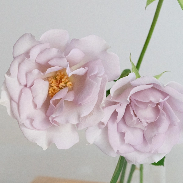 品種名アイスリバー