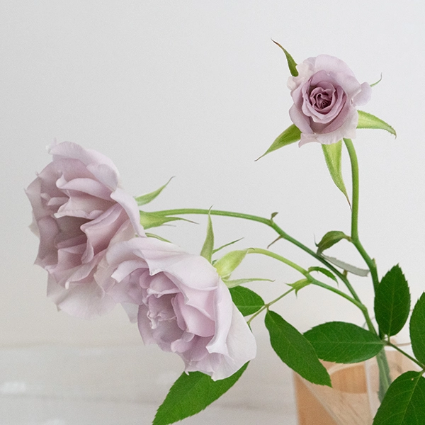 品種名アイスリバー