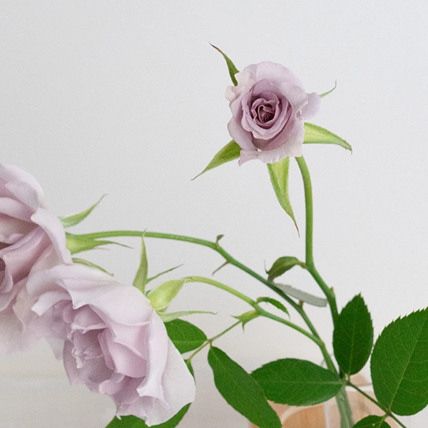 品種名アイスリバー