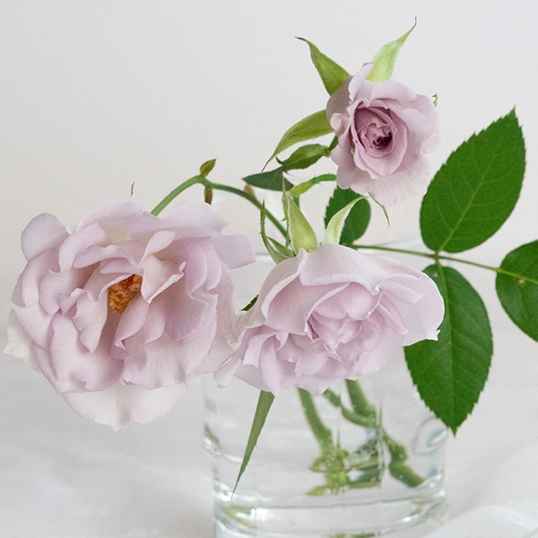 品種名アイスリバー