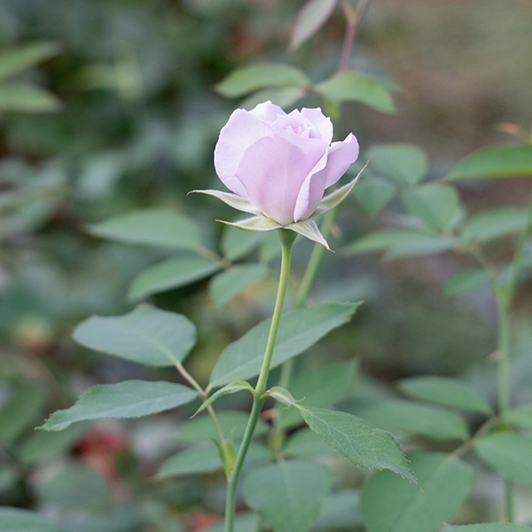 品種名アイスリバー