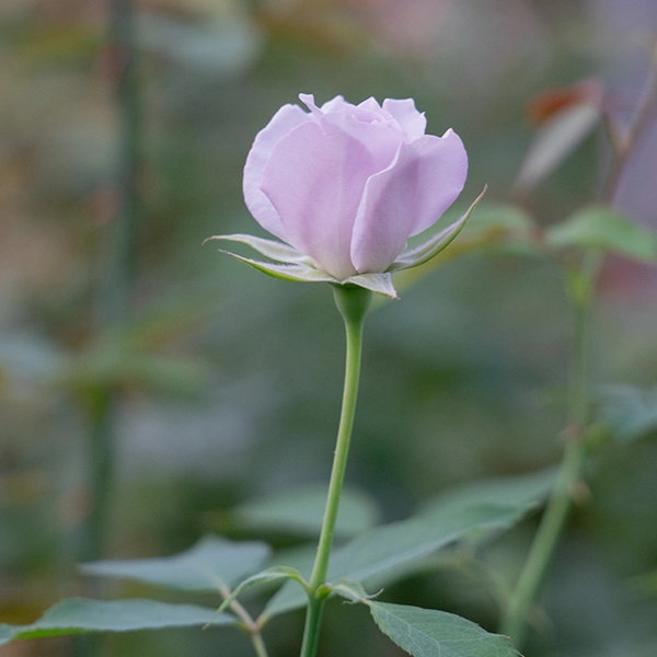 品種名アイスリバー