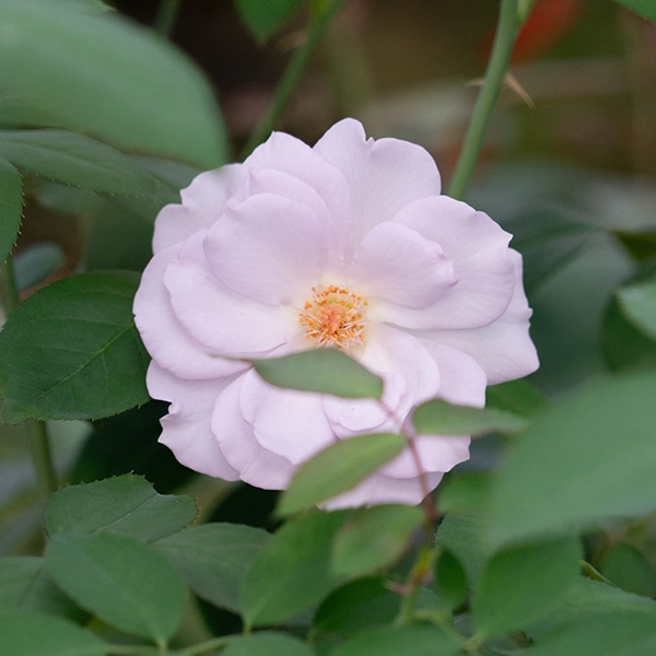 品種名アイスリバー