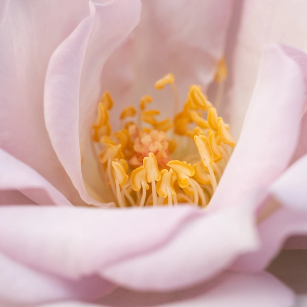 品種名アイスリバー