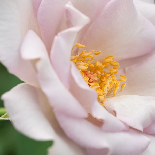 品種名アイスリバー