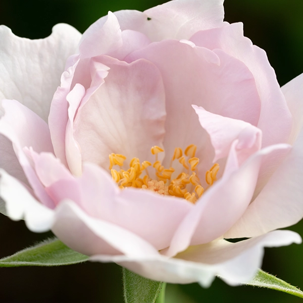 品種名アイスリバー