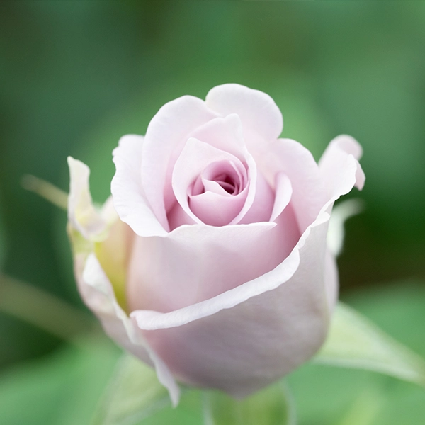 品種名アイスリバー