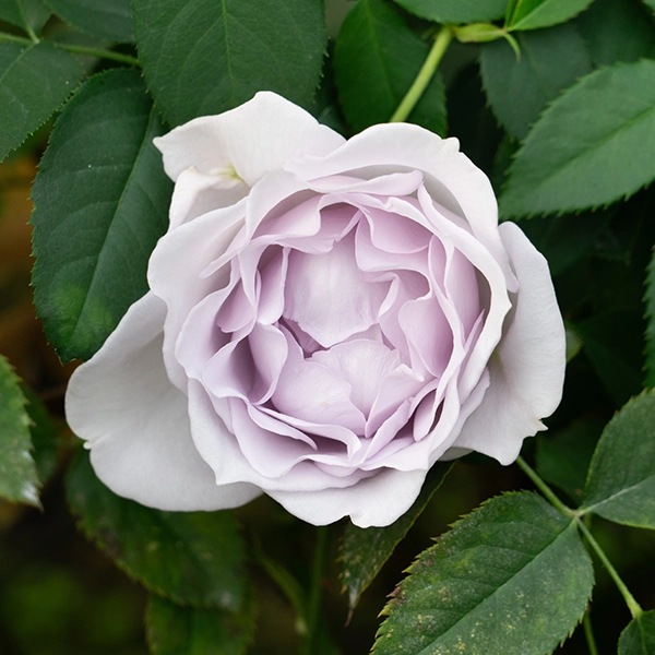 品種名アイスリバー