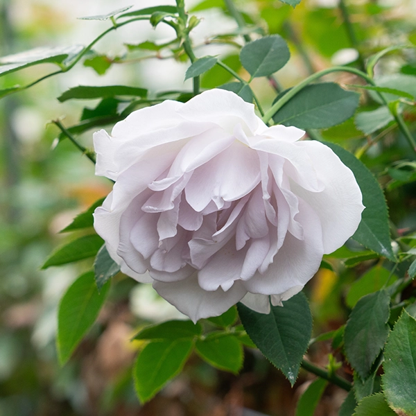 品種名アイスリバー