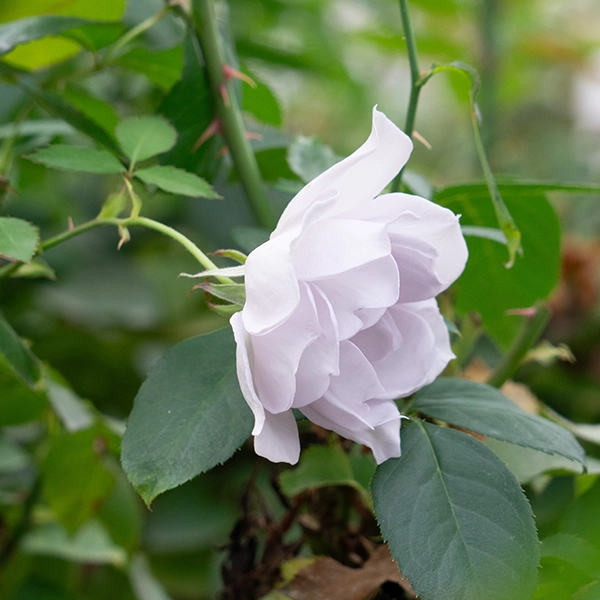 品種名アイスリバー