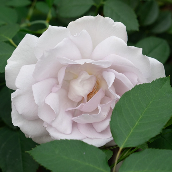 品種名アイスリバー