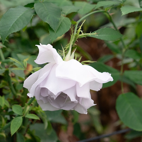 品種名アイスリバー