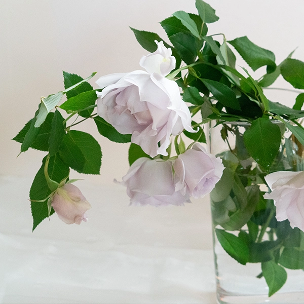 品種名アイスリバー