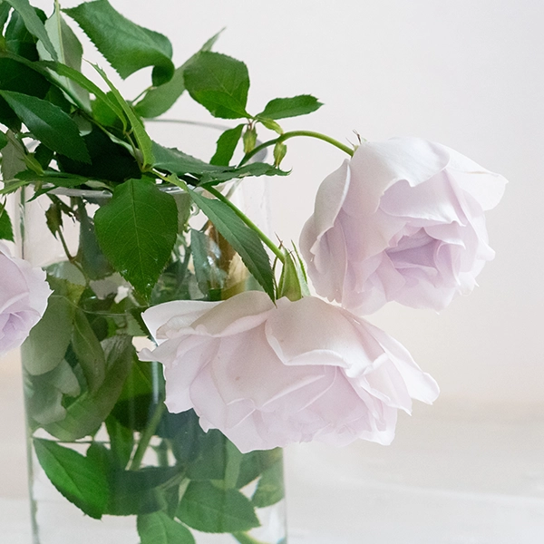 品種名アイスリバー