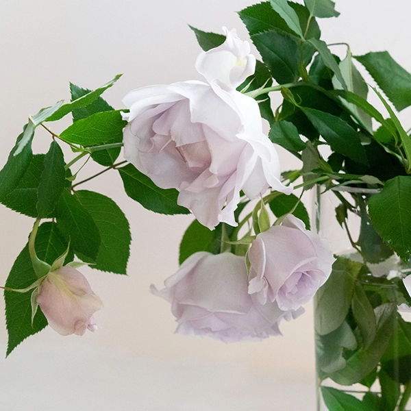 品種名アイスリバー