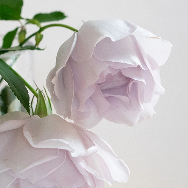 品種名アイスリバー