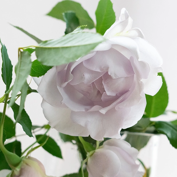 品種名アイスリバー