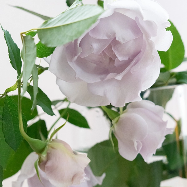 品種名アイスリバー