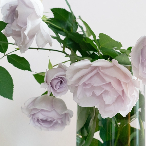 品種名アイスリバー