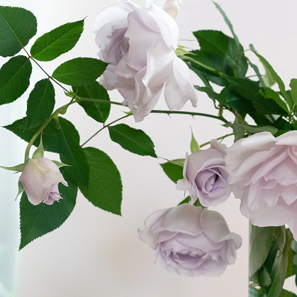 品種名アイスリバー