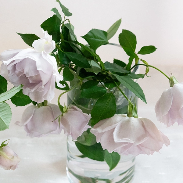 品種名アイスリバー