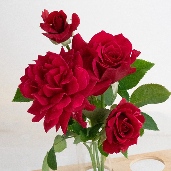 品種名アケメネス