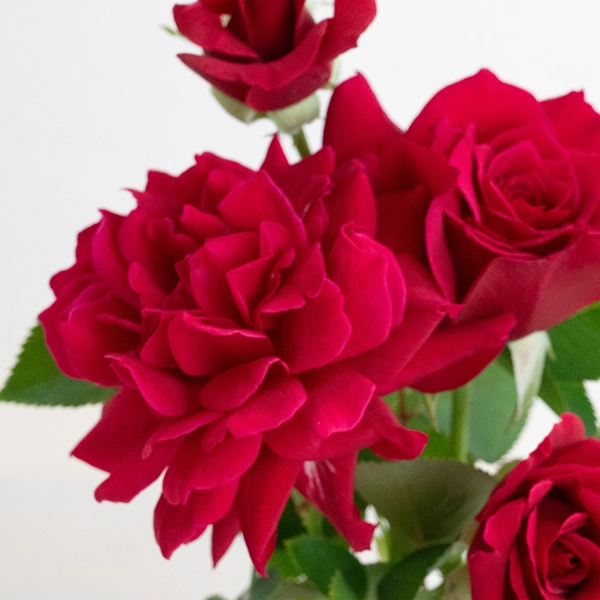 品種名アケメネス