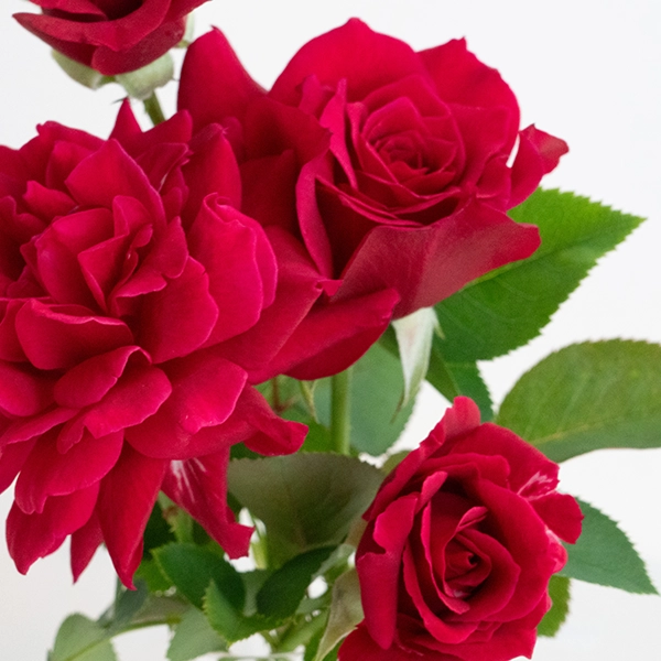 品種名アケメネス