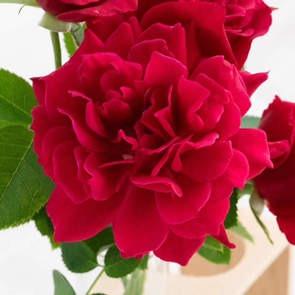 品種名アケメネス