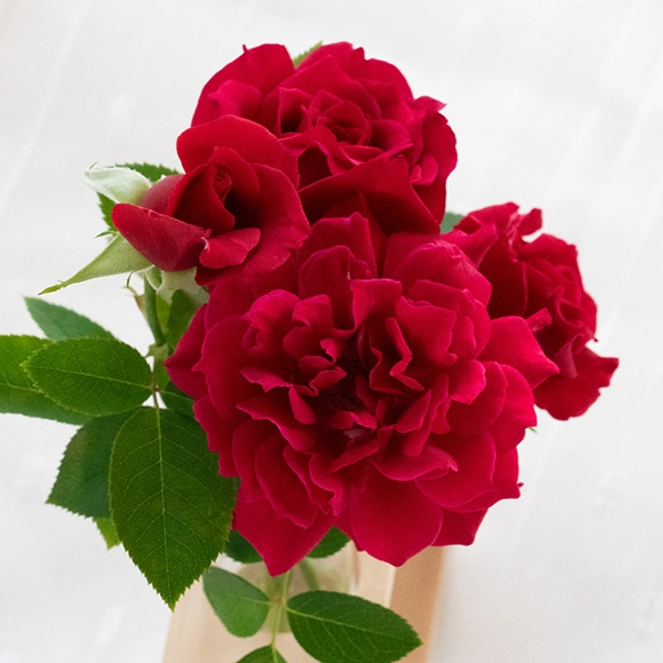 品種名アケメネス