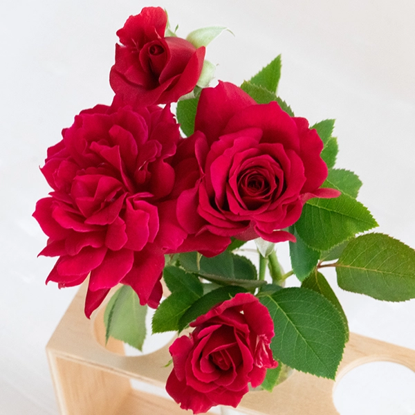 品種名アケメネス