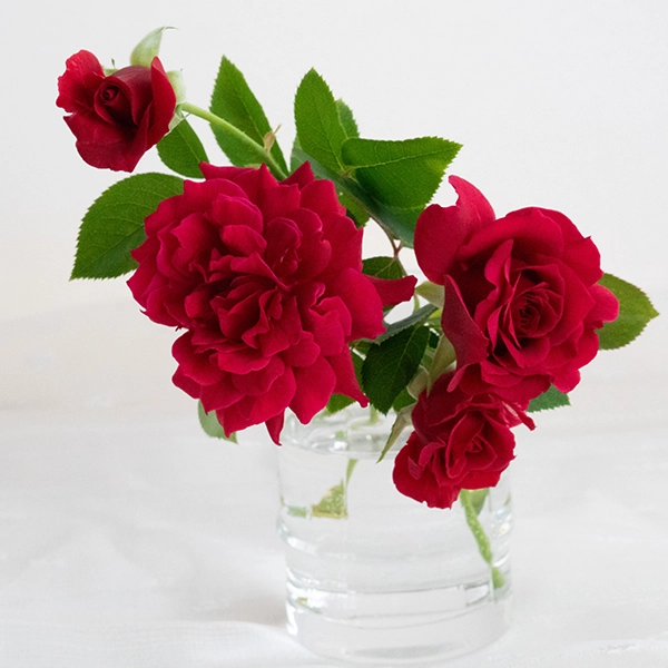 品種名アケメネス